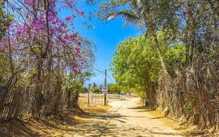 Tropical jungle forest palm trees plant plants palm tree Mexico. photo