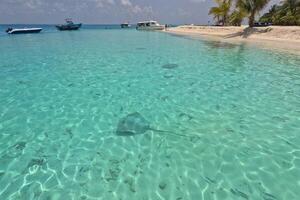 común mantarrayas a lo largo el maldivo línea costera foto