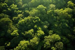 AI generated Aerial shot of a dense forest canopy dappled in sunlight. Generative AI photo