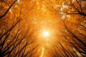 AI generated Sunlight streaming through a canopy of golden leaves. Generative AI photo