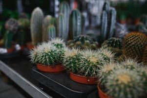 many different cacti in pots, selective focus, tinted image photo