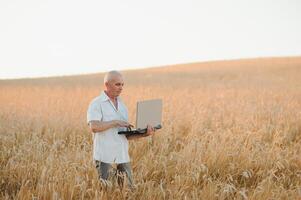 Worried gray haired agronomist or farmer using a tablet while inspecting organic wheat field before the harvest. Back lit sunset photo. Low angle view. photo