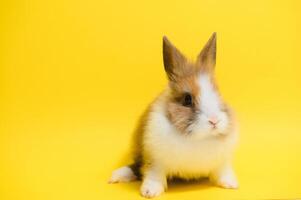 Rabbit on yellow background. Domestic animal, pet. Copyspace. Spring, Easter. photo
