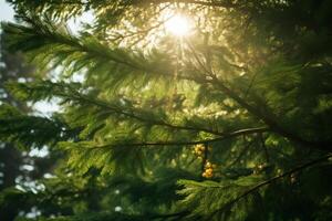 ai generado luz de sol filtración mediante el lozano hojas perennes sucursales. generativo ai foto