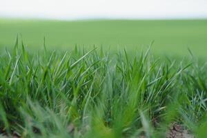 joven verde trigo creciente en suelo. trigo plántulas creciente en un campo. foto