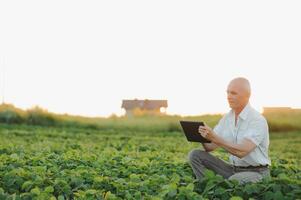 Agronomist inspecting soya bean crops growing in the farm field. Agriculture production concept. young agronomist examines soybean crop on field in summer. Farmer on soybean field photo