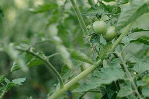 Growing the tomatoes. Unripe tomatoes in the vegetable garden. photo