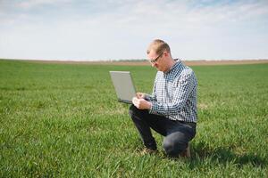 Senior farmer standing in young wheat field examining crop and looking at laptop. photo