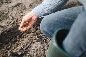 agricultores mano plantando semilla en suelo foto