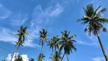 View of coconut trees with a blue and clear sky photo