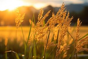 AI generated Golden sunlight filtering through rice stalks in a serene paddy field. Generative AI photo