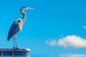 AI generated Serene blue black heron poised against a clear azure sky photo