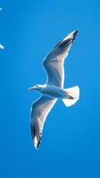 AI generated Majestic seagull soaring through clear blue sky with ease Vertical Mobile Wallpaper photo