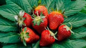 ai generado cerca arriba Fresco fresas verde hojas fondo, representando sano comiendo foto