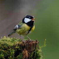 AI generated Vibrant Great Tit Perched on Mossy Stump, Singing Beautifully For Social Media Post Size photo