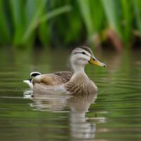AI generated Tranquil Wetland Scene Male Mallard Duck in Peaceful Swim For Social Media Post Size photo