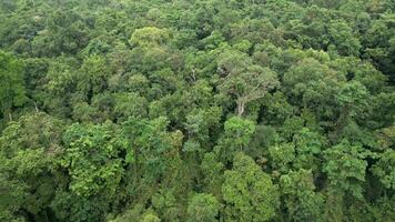 Haut vue de une dense tropical forêt tropicale dans Thaïlande video