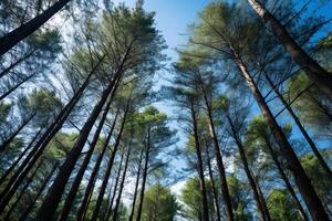 AI generated Towering trees and a clear sky creating a peaceful natural setting. Generative AI photo