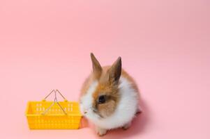 encantador conejito Pascua de Resurrección Conejo en ligero rosado antecedentes. hermosa encantador mascotas. bandera tamaño. foto