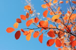 ai generado vibrante otoño hojas en contra un azul cielo. generativo ai foto
