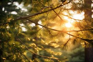 AI generated Sunlight filtering through evergreen branches. Generative AI photo