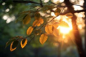 AI generated Sunlight filtering through leaves at dusk. Generative AI photo
