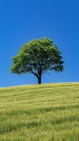 ai generado solitario árbol en herboso colina debajo azul cielo foto