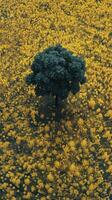 ai generado devanado la carretera mediante lozano verde campo foto