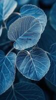 AI generated Single Leaf on Blue Background photo