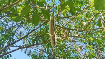 Tropical pods hanging from the tree Seeds in Mexico. video