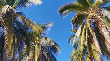 tropisch natuurlijk palm bomen kokosnoten blauw lucht in Mexico. video