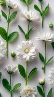 AI generated White Flowers on White Background photo