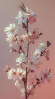 AI generated Branch of Pink and White Flowers on Pink Background photo