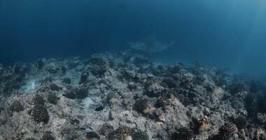 Tiger Shark or Galeocerdo cuvier swimming in blue ocean. Tiger shark watching in Maldives video