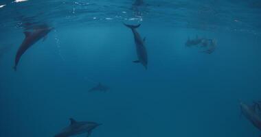 Delfine spielen und schwimmt unter Wasser im Blau Meer. Delfin Familie im Malediven. video