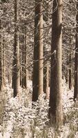 floresta de coníferas iluminada pelo sol da manhã de inverno video