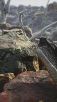 campo de pedra de lava com árvores e plantas mortas video