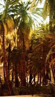 palme all'interno delle dune video