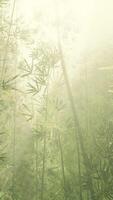 Bamboo forest with natural morning sunlight in the garden planted video