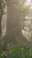 Sonne Strahlen fließend durch das Baum Stämme von das immergrün Wald video