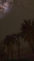 Night shot with palm trees and milky way in background video