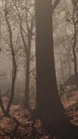 encantado otoño bosque en niebla en el Mañana video