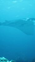 stunning manta ray hovers above a colorful and diverse coral reef video
