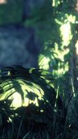 Jungle forest trees in deep fog video