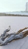 Stück von ein alt Wurzel ist Lügen im das Sand von das Strand video