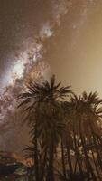 Night shot with palm trees and milky way in background video