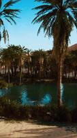 oasis con palmeras en el desierto video