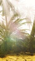 coconut palms in deep morning fog video