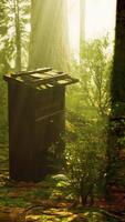 Old wooden beehive in forest in fog video