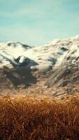 dry grass and snow covered mountains in Alaska video